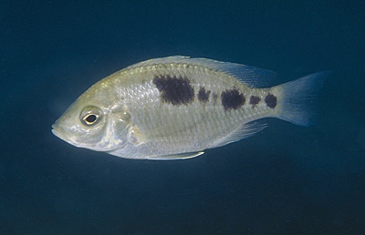 Copadichromis sp. 'pictus maleri' Nakantenga Island